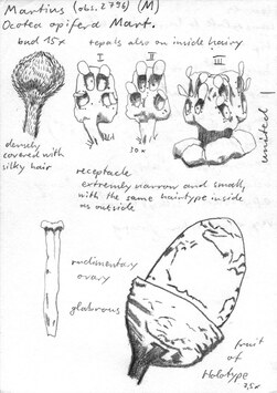 Vorschaubild Ocotea opifera Mart.